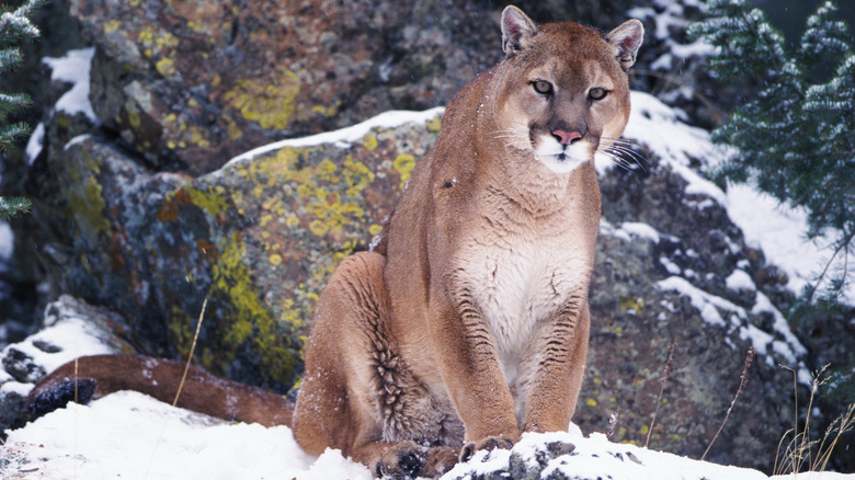 A mountain lion sitting in the snow staring at the camera