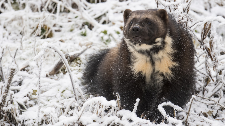 A wolverine sitting in the snow