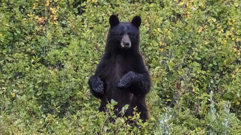 American black bear standing on hind legs