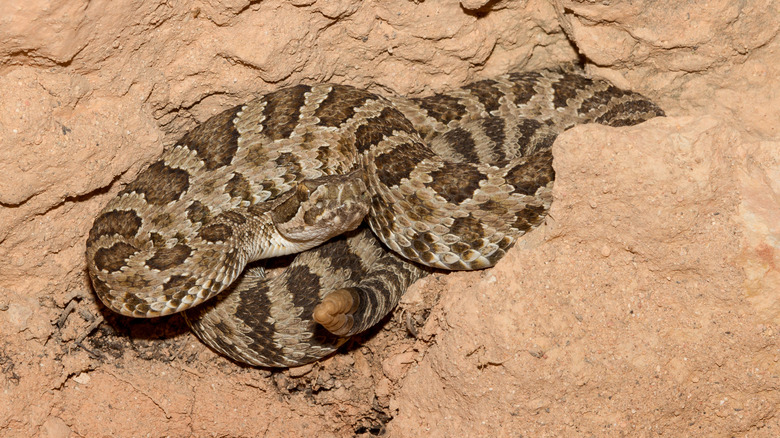 Angry great basin rattlesnake curled against a rock