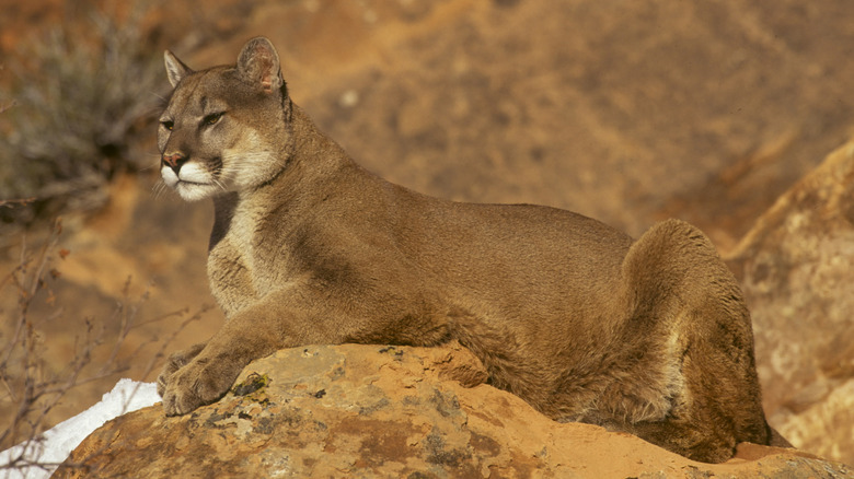 Mountain lion seated in an orange canyon