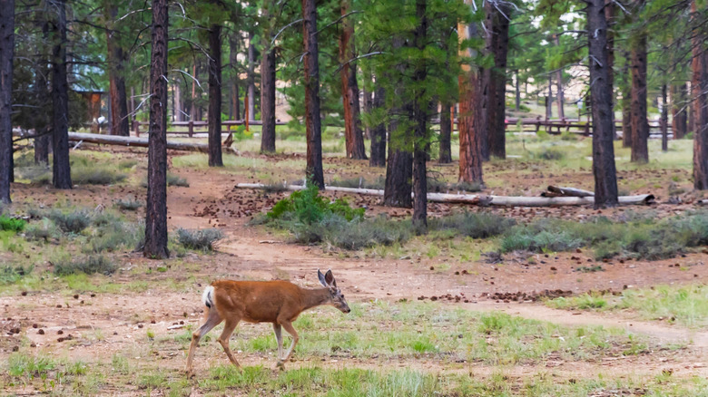 Mule Deer walking at Bryce Canyon National Park