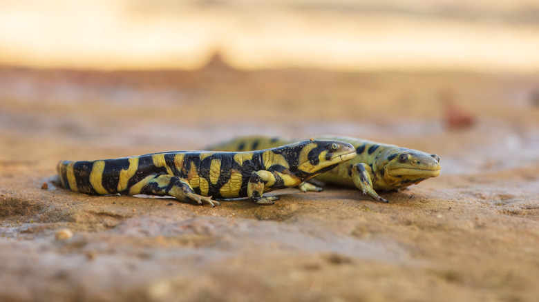 North American tiger salamanders, close up on ground