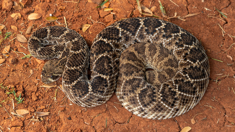 diamond rattlesnake