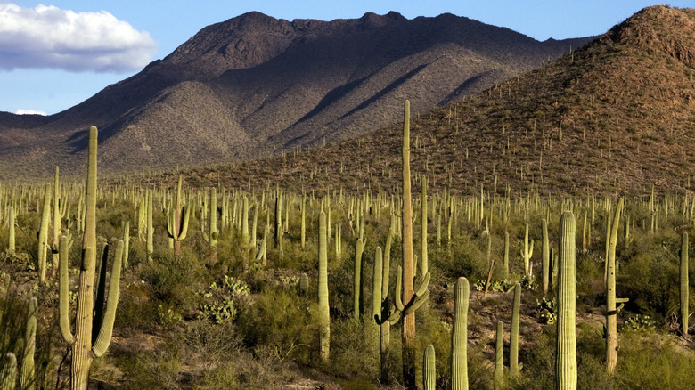 Saguaro National Park