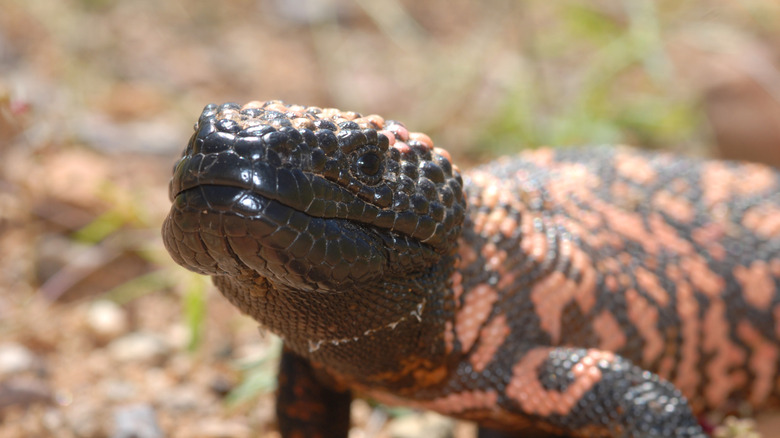 gila monster