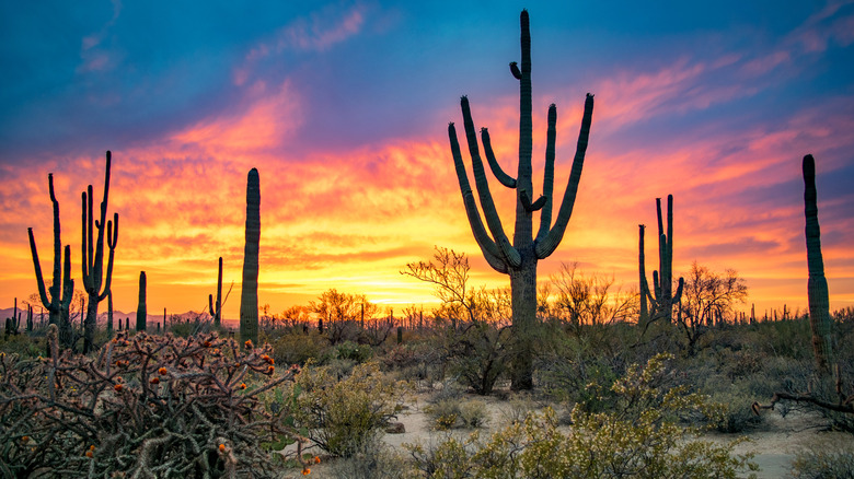 sunset at Saguaro National Park