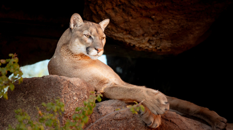 mountain lion in rocks