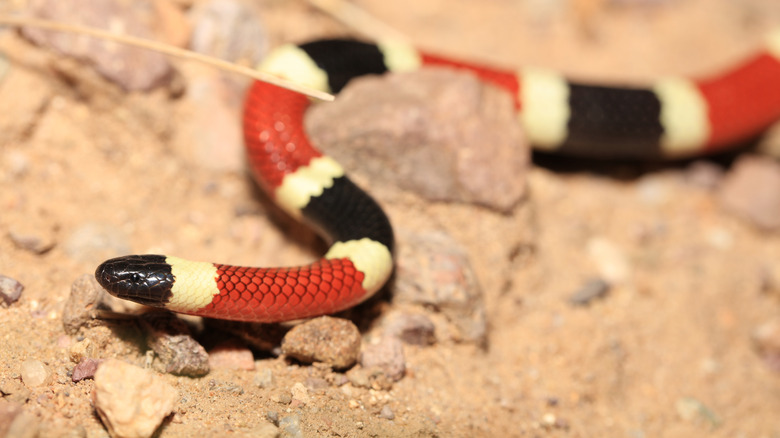 Sonoran coral snake