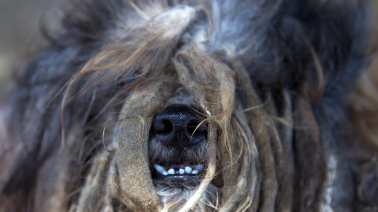 feral dog with matted fur 