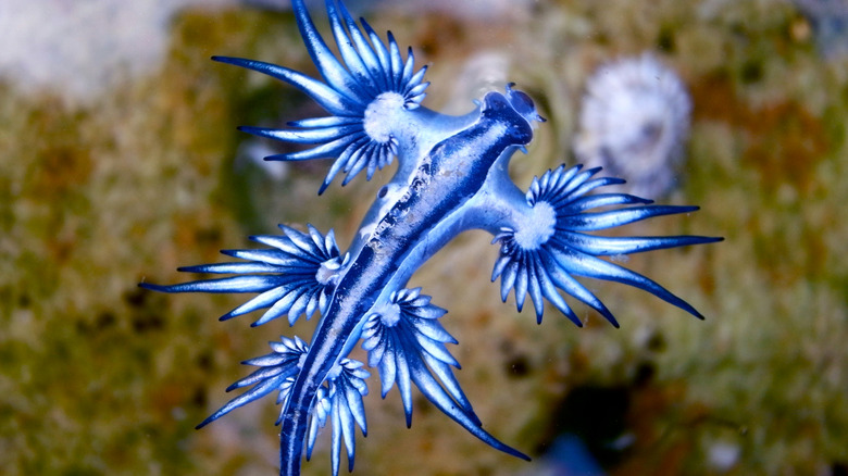 A blue sea dragon floating in the ocean