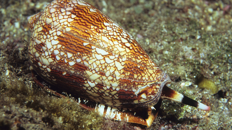 A cone snail on the bottom of the ocean in its colorful shell