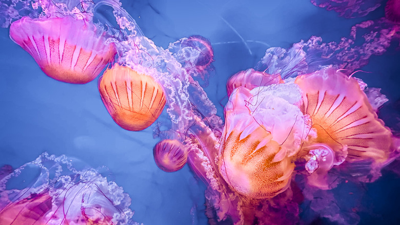 A cluster of colorful jellyfish floating through the water