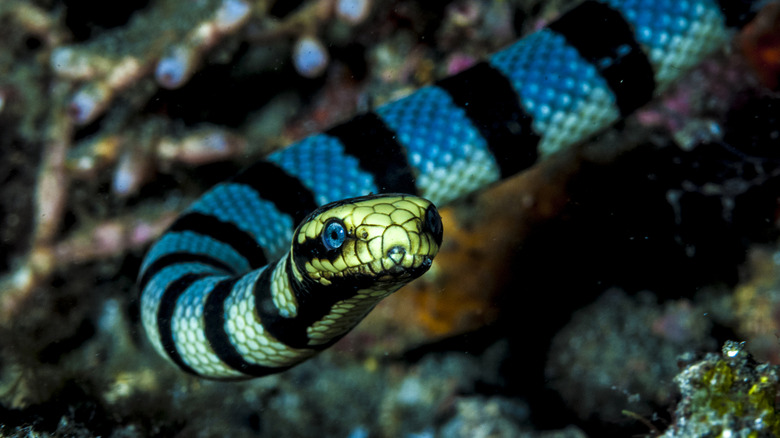 A banded sea snake in the ocean among coral