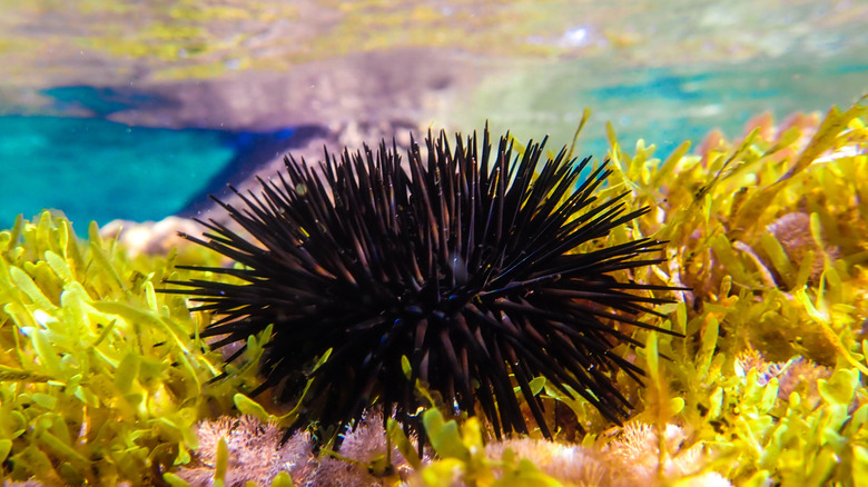 Sea urchin sitting near the surface of the water on some plants in the open