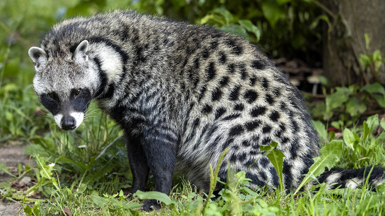 African civet in grass