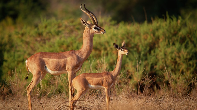 Adult and young gerenuk in wilderness