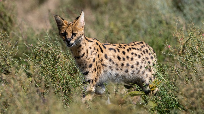 Serval in tall grass