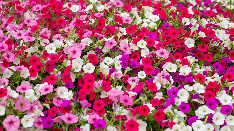 Pink white red and purple petunias
