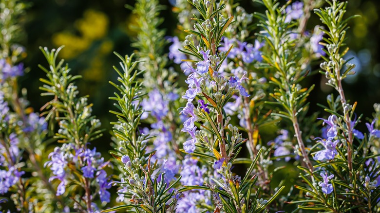 Blooming rosemary plant