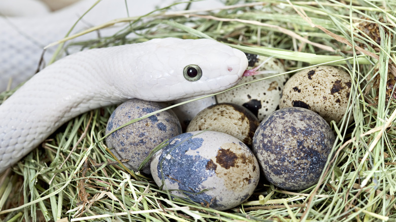 White snake in birds nest 