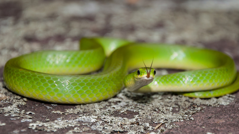 Small green snake 