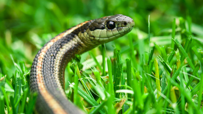 Closeup of garden snake 