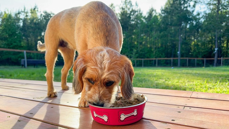 dog eating food outside 