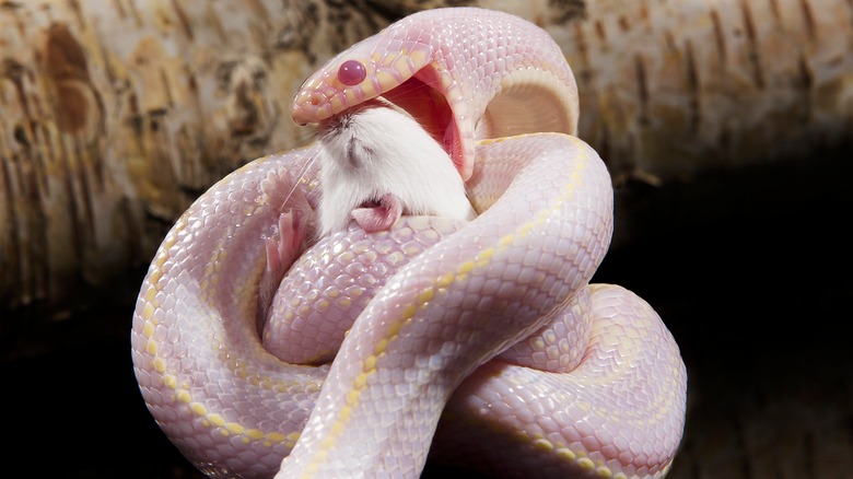 corn snake eating giunea pig