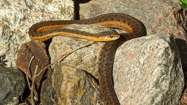 brown snake sunning on rocks 