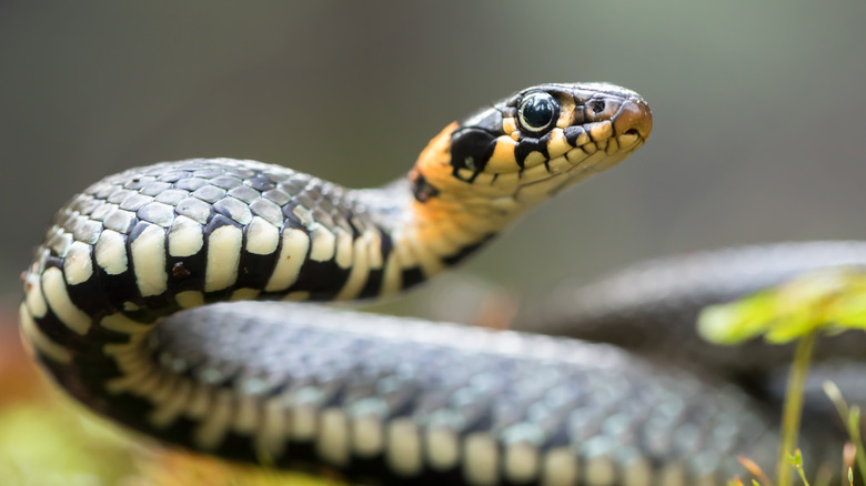 Grass snake