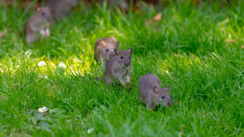 Small rats wandering in yard 