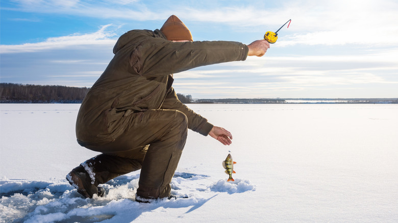 Man ice fishing, pulling out fish