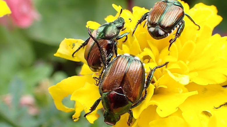 Japanese beetles on a marigold