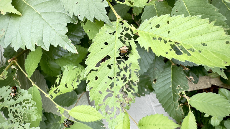 Japanese beetle eating leaves