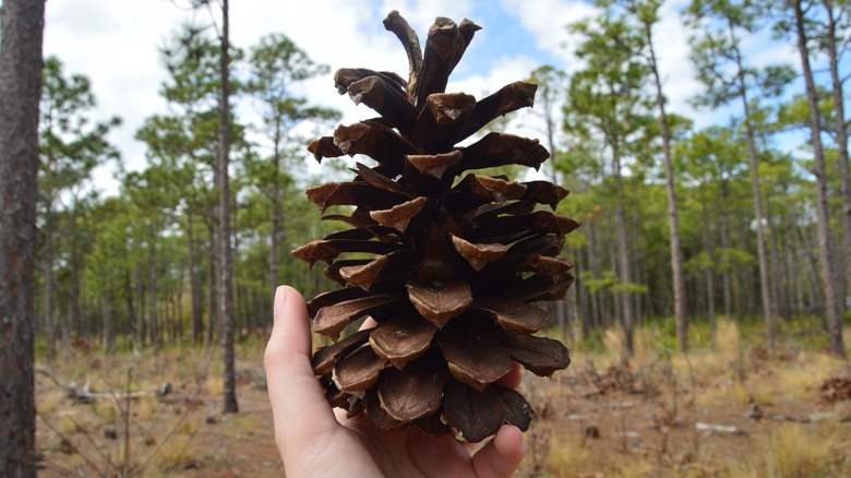 Person holding pine cone in hand, close-up