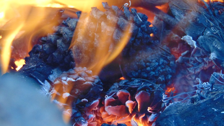 Close-up of pine cones burning in a campfire