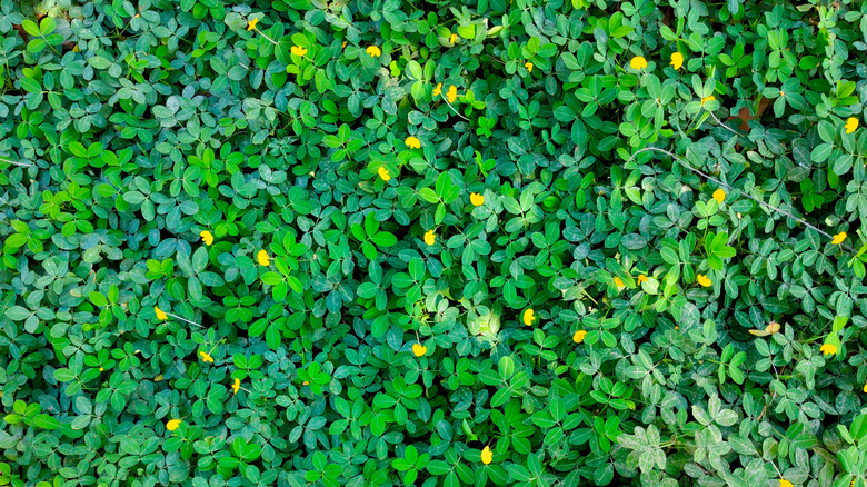 Ornamental peanut ground cover with yellow flowers