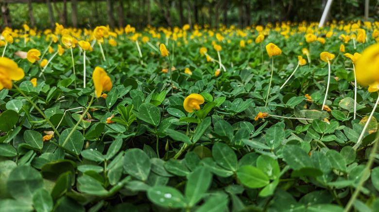 Perennial peanut ground cover plant, close up