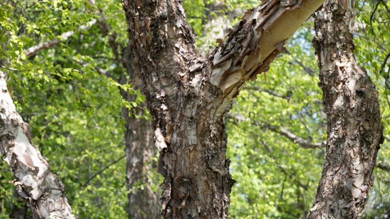 A close-up view of the bark of a river birch tree