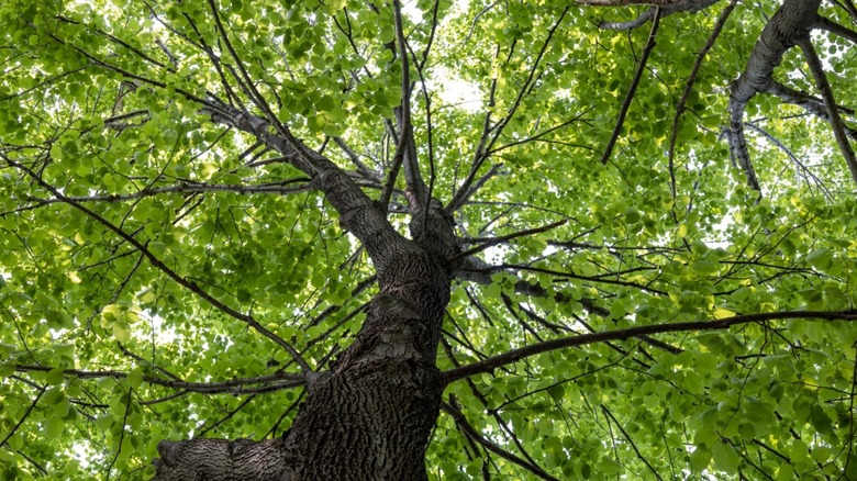 The view from underneath a tall river birch tree