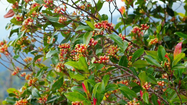 Clove tree in bloom