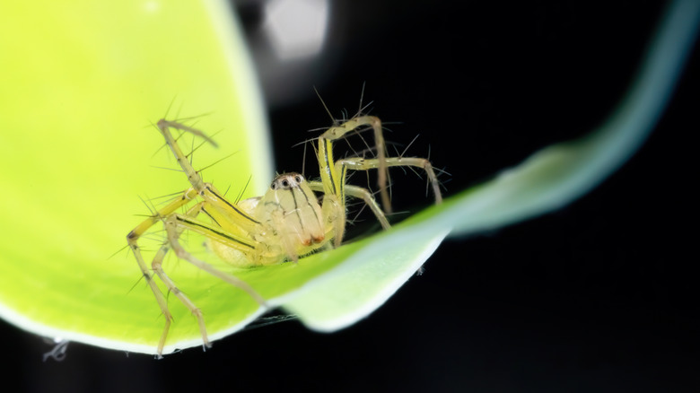 Yellow sac spider on a leaf