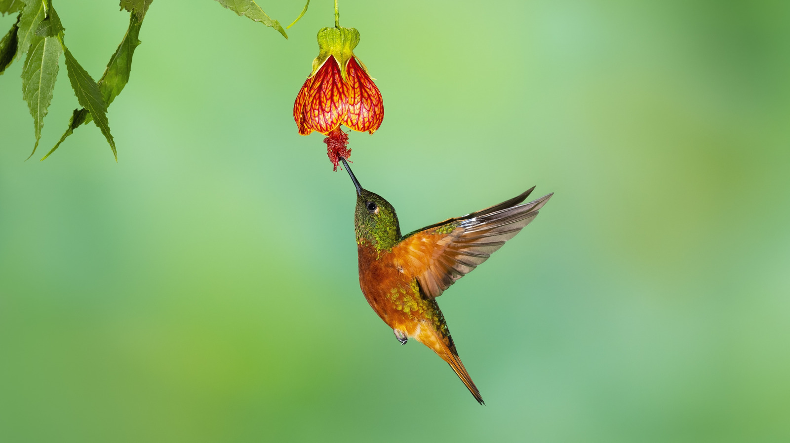 Adding More Of This Color To Your Garden Will Attract Hummingbirds