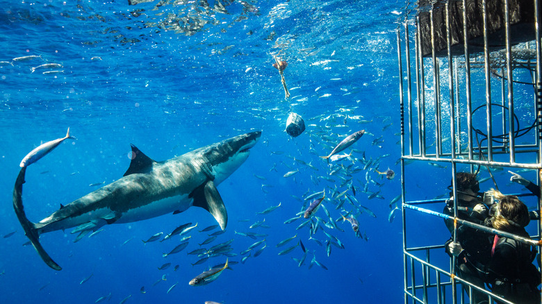 Cage diving with a great white shark