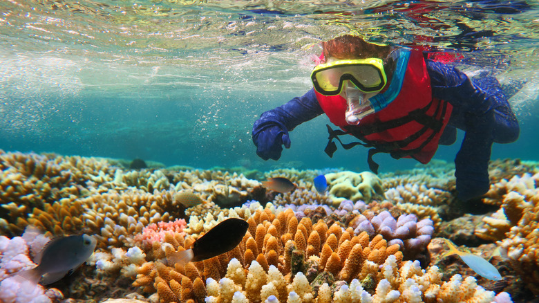 Person snorkels the Great Barrier Reef