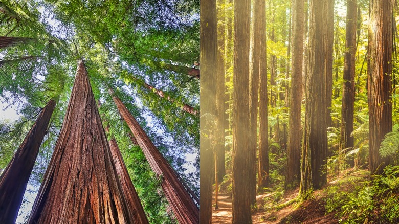 Redwood trees in Redwood National Park vs. in New Zealand