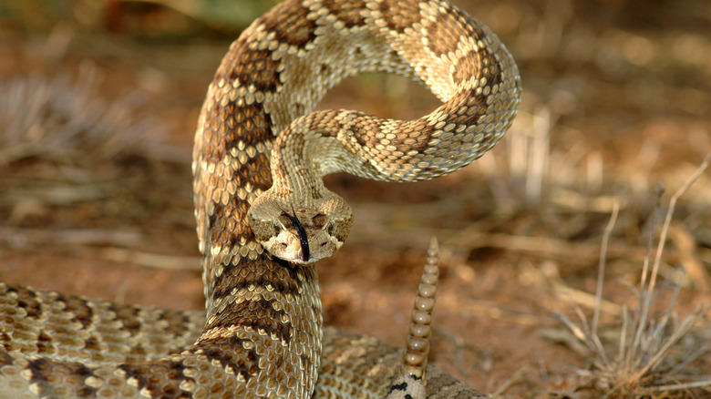 Mojave rattlesnake