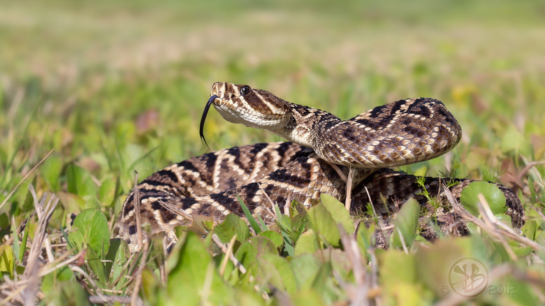 eastern diamond rattlesnake