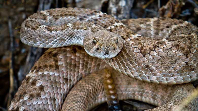 Western diamondback close-up